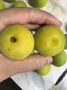 梅のヘタ