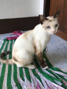 タオ島　ねこ