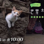 世界ネコ歩き 猫好きにはたまらない最高な７つの理由