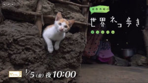 ネコ歩き