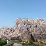 長福寺 栃木市都賀町【しだれ桜】の超穴場スポット！