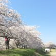 金崎の桜