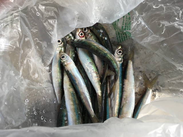 釣り