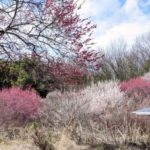 鹿沼市 錦鯉公園で梅と謎の木を見てきました