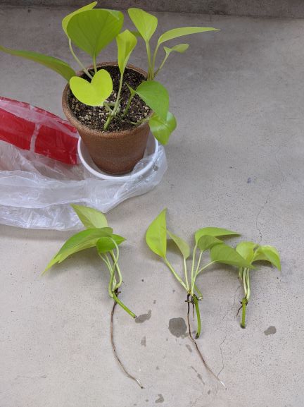 ポトスの植え替え