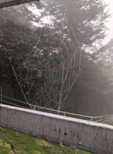 雨の日の蜘蛛の巣